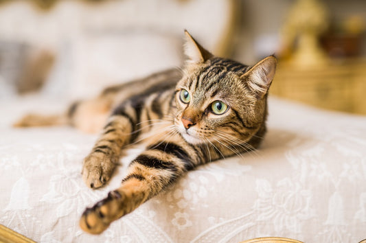 Cat Symptoms to be Aware of