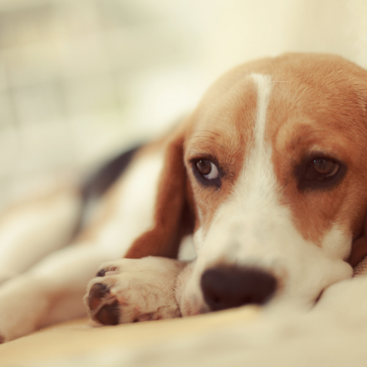 Pet Preparedness: Diarrhea and Tummy Troubles