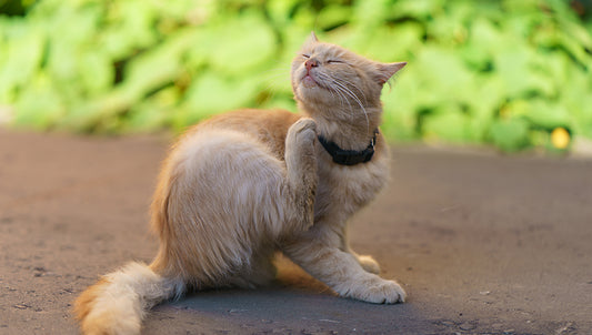 Dandruff Skin Care for Cats