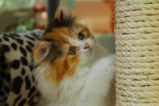 Training your Cat to Scratch on a Scratching Post