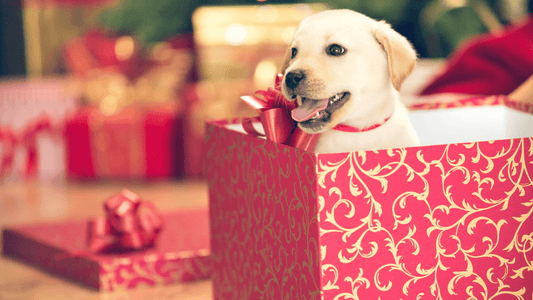 Choosing The Right Puppy & The First Weeks Wellnergy Pets