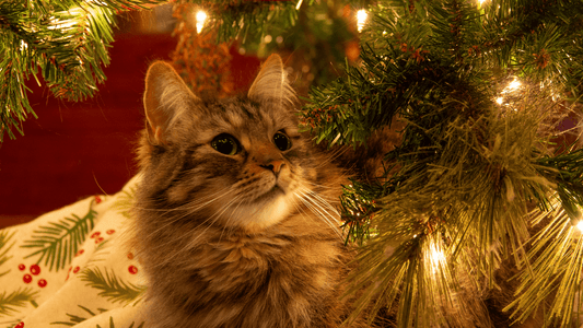 Holiday Dangers Wellnergy Pets