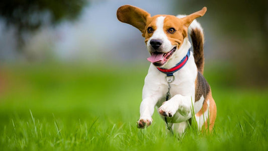 Itchy Dog: Fleas vs Flea Allergies Wellnergy Pets