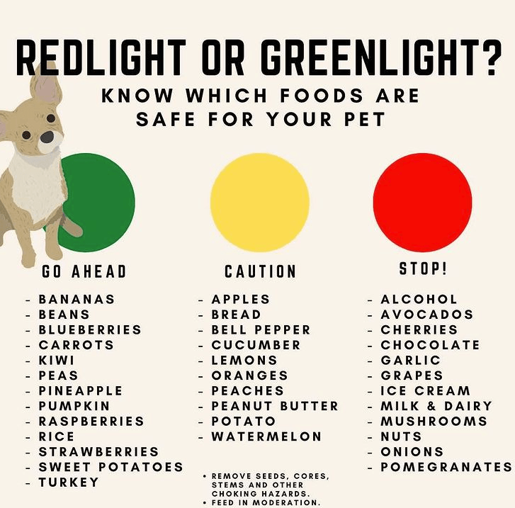 What Human Food Can Puppies Eat Human Food Can I Feed My Puppy