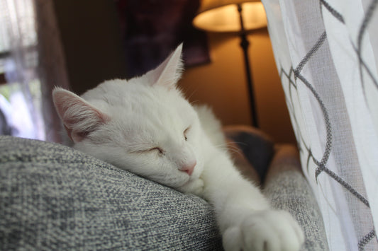 Health Care for Older Cats
