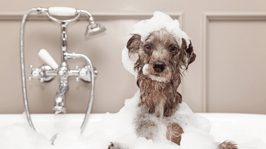 Top 8 In-home Grooming Questions Wellnergy Pets