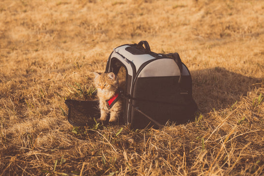 Training your Cat for the Pet Carrier