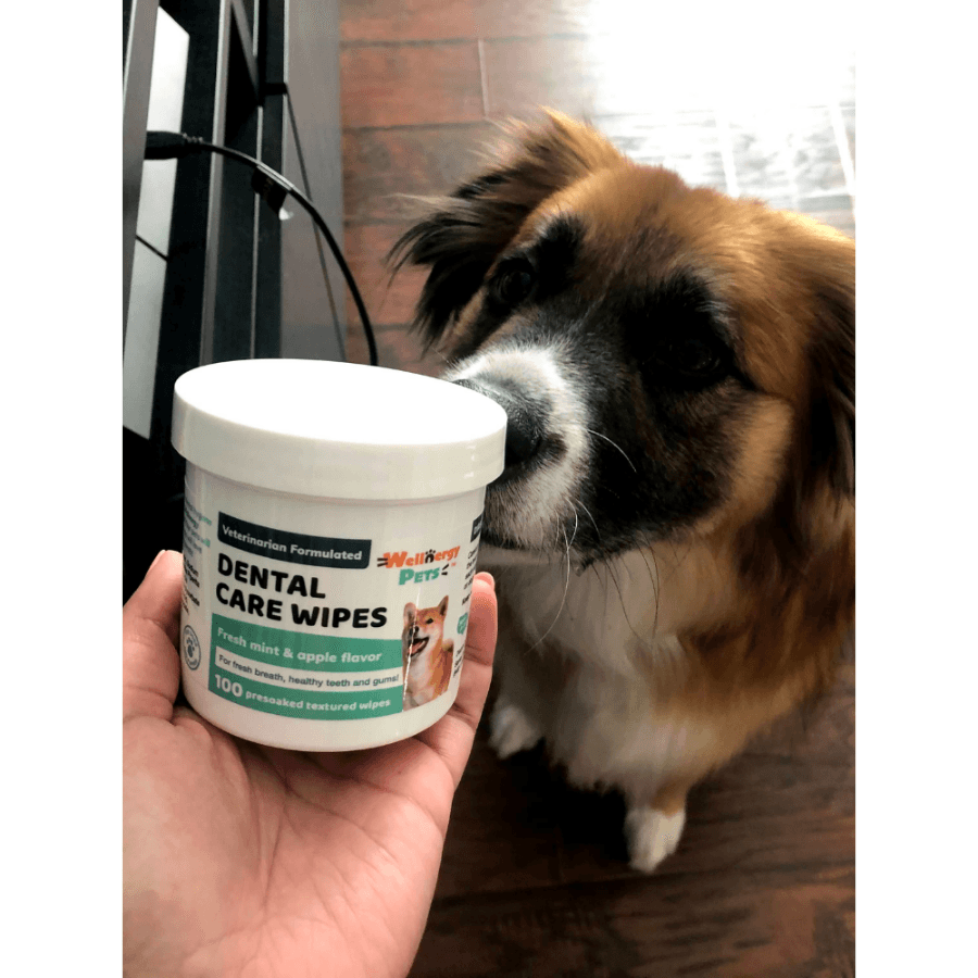 DENTAL CARE WIPES<br>dental wipes for dogs and cats Wellnergy Pets