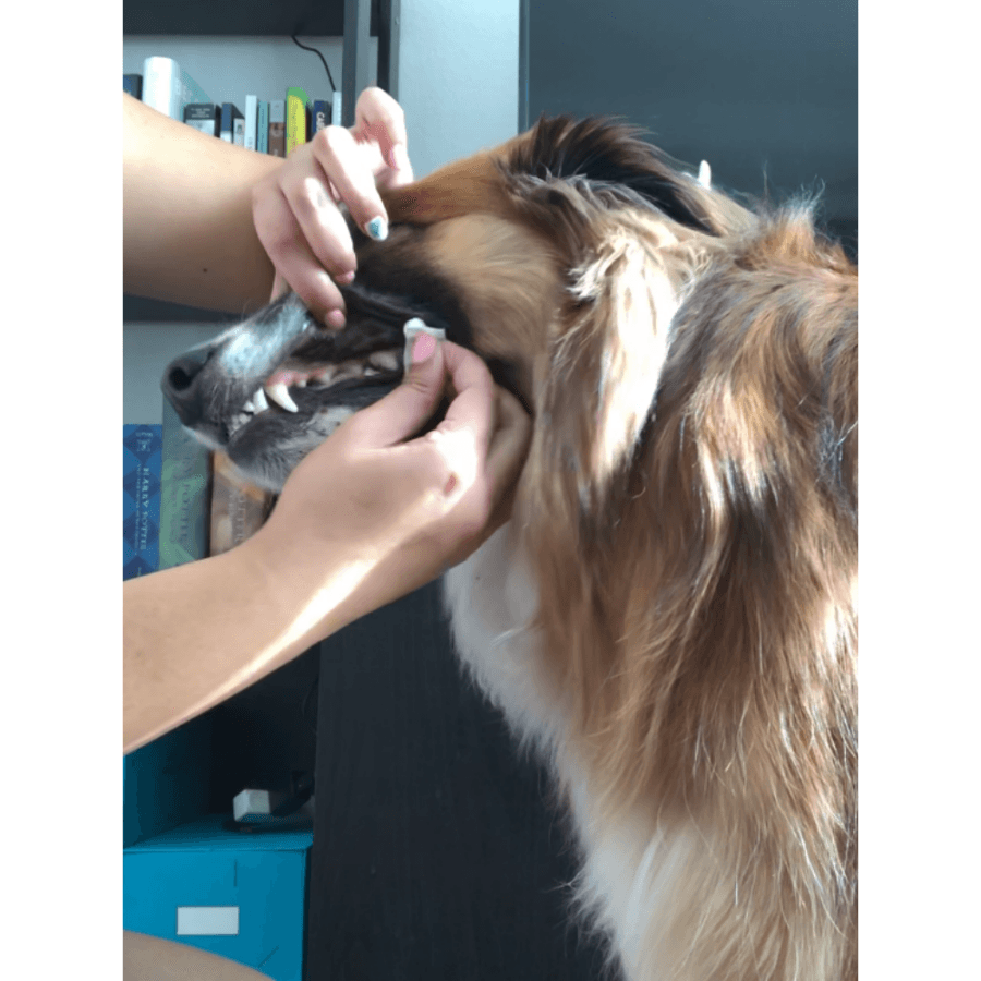 DENTAL CARE WIPES<br>dental wipes for dogs and cats Wellnergy Pets