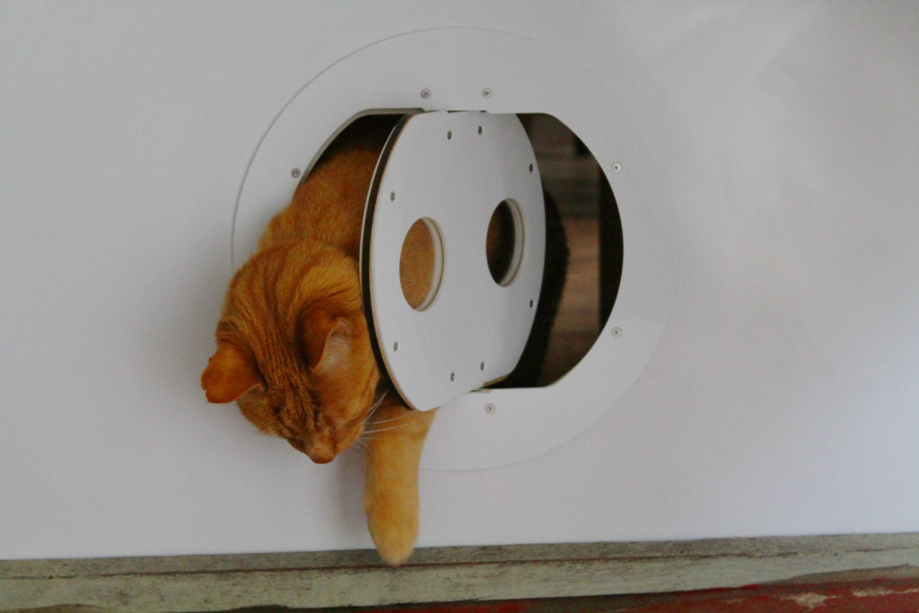 Cat Door Training