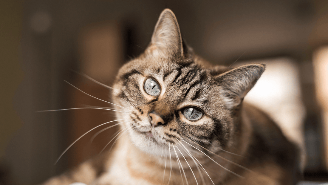 10 Most Common Age-Related Changes in Cats Wellnergy Pets