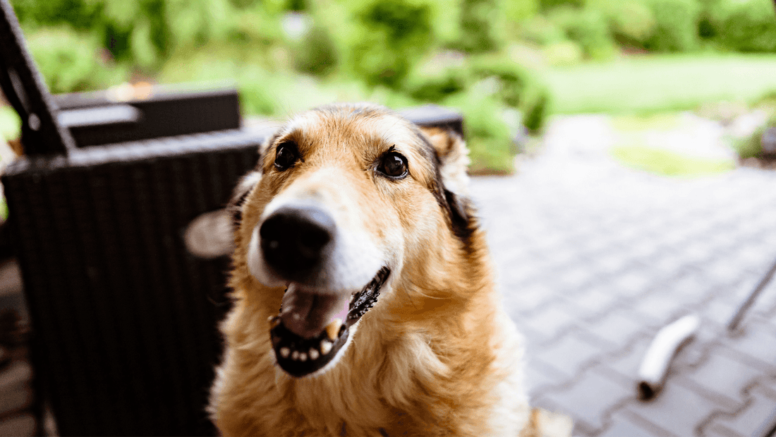 10 Most Common Age-Related Changes in Dogs Wellnergy Pets