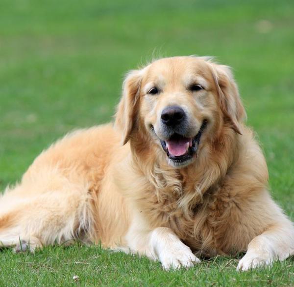 Dog Breed Series: All About your Golden Retriever Part 1