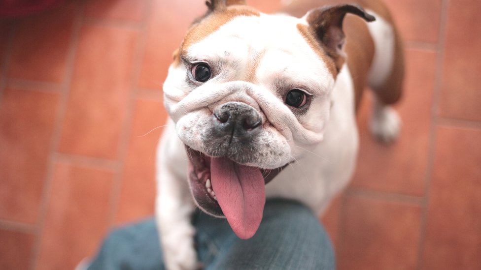 Dog Breed series: All About your Bulldog Part 2