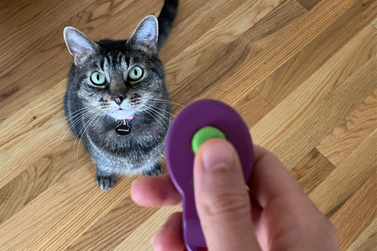 Cat Training with a Clicker