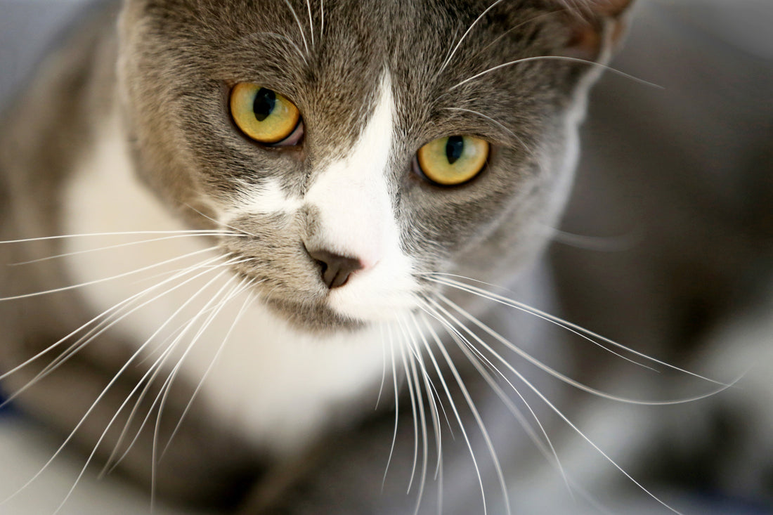 Aiming for Long Term Cat Care