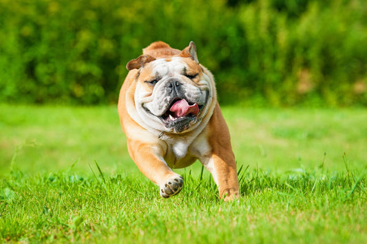 Dog Breed Series: All About your Bulldog Part 1