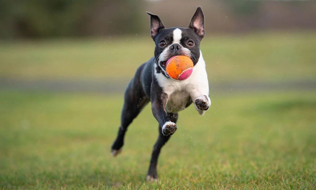 Dog Breed Series: All About your Boston Terrier Part 1
