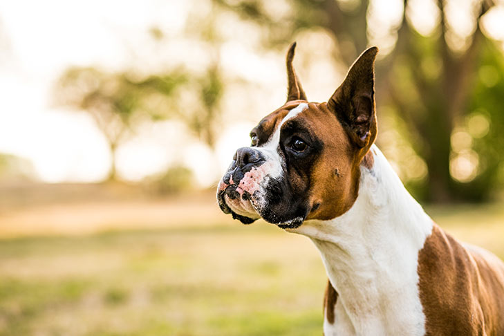 Dog Breed Series: All About your Boxer Part 3