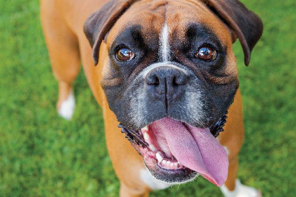 Dog Breed Series: All About your Boxer Part 1