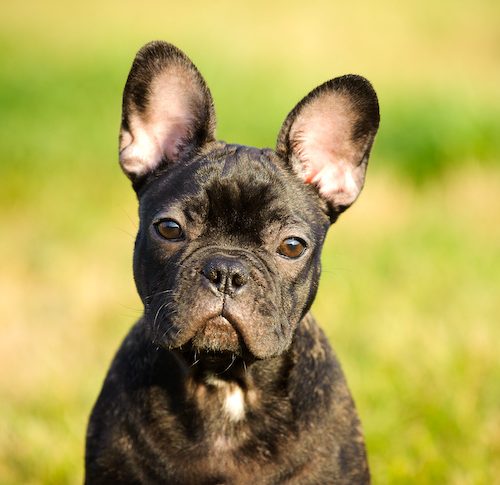 Dog Breed Series: All About your French Bulldog Part 1