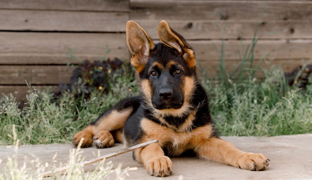Dog Breed Series: All About your German Shepherd Part 2