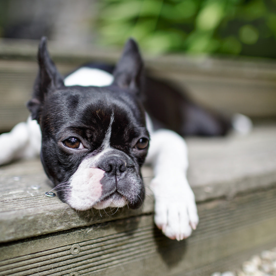 Dog Breed Series: All About your Boston Terrier Part 2