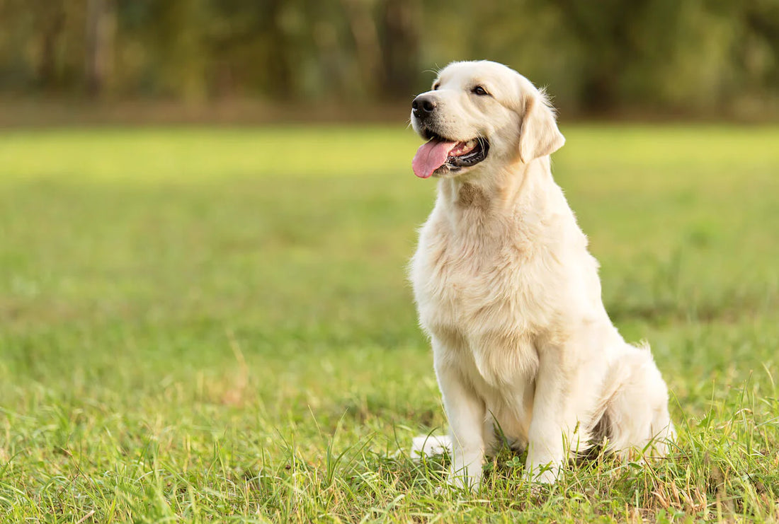 Dog Breed Series: All About your Golden Retriever Part 2