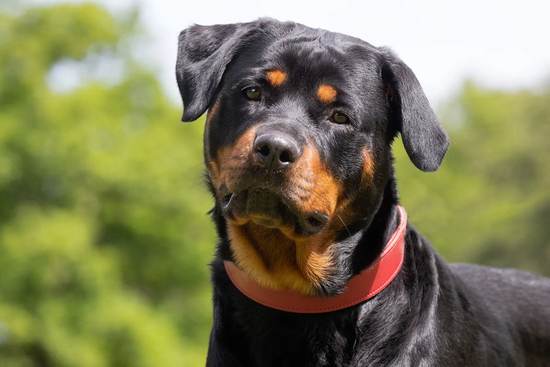 Dog Breed Series: All About your Rottweiler