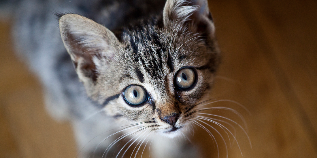 Introduction to Cat Care: Eyes