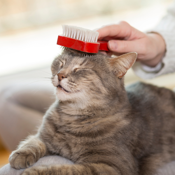 Training your Cat for Grooming