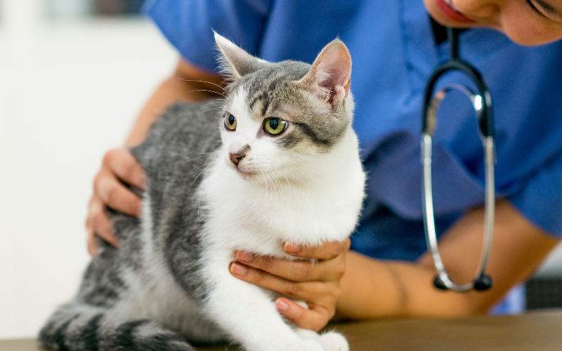 Preparing Your Cat for the Veterinary Office