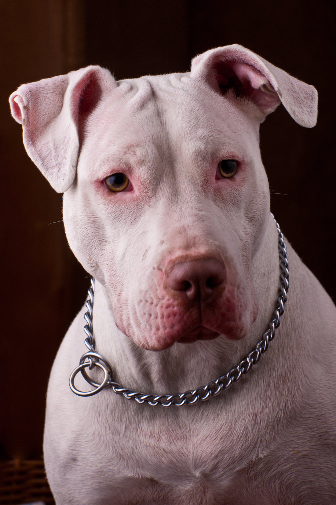 Dog Breed Series: All About your Pitbull Part 2