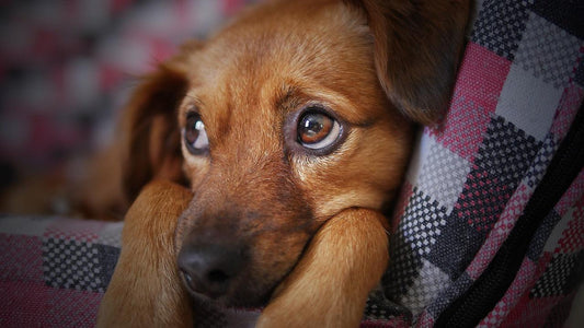 Age, Genetics, and Lifestyle Related Eye Issues May Affect Your Pet Too Wellnergy Pets