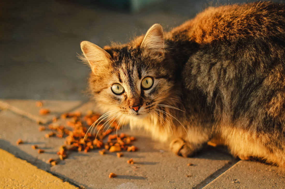 Weight Care for Pet Cats