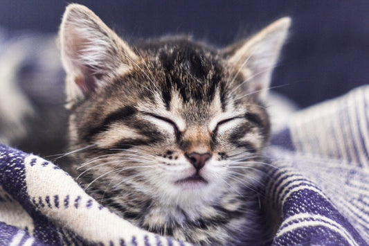 Why Do We Need Cat Care Websites?