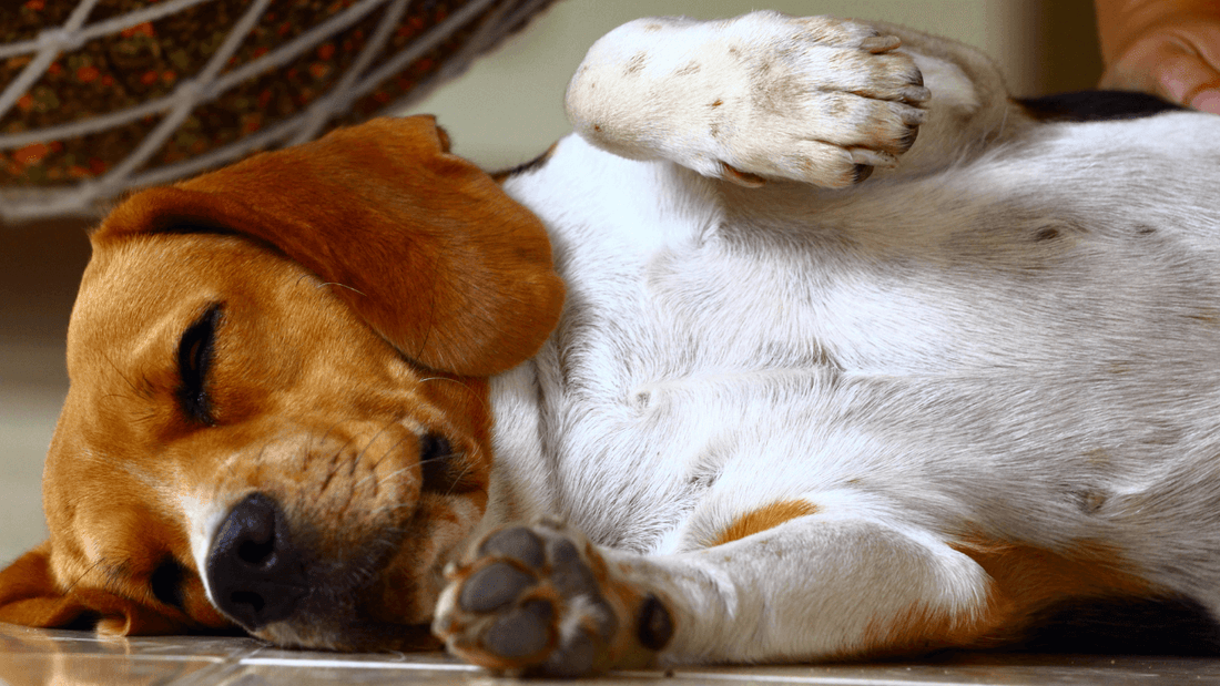 Arthritis in Your Pets Wellnergy Pets