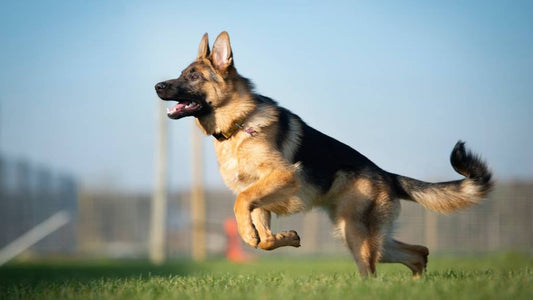 Dog Breed Series: All About your German Shepherd Part 1