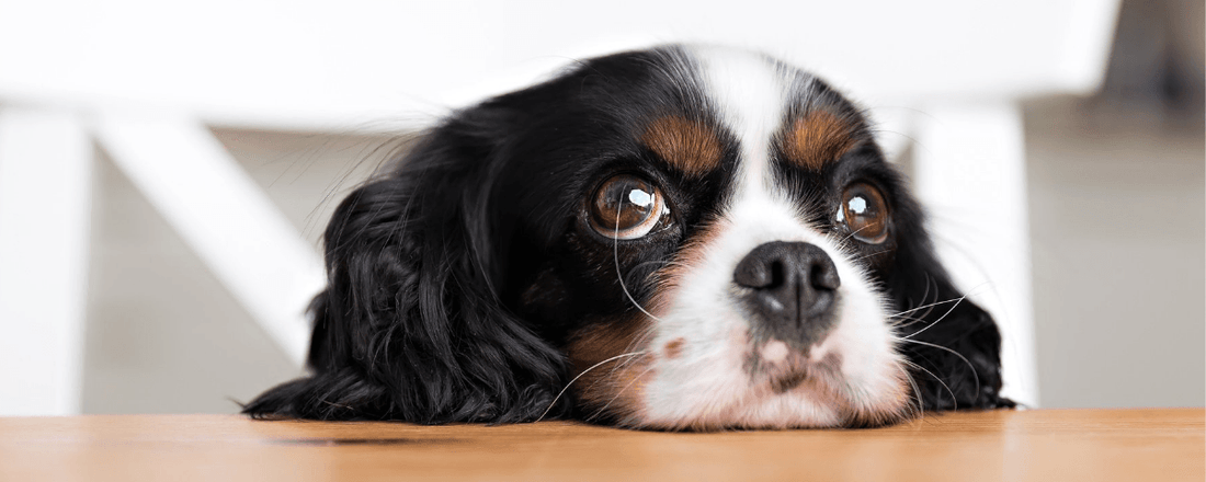 Avoid Table Scraps in Your Dog's Diet Wellnergy Pets