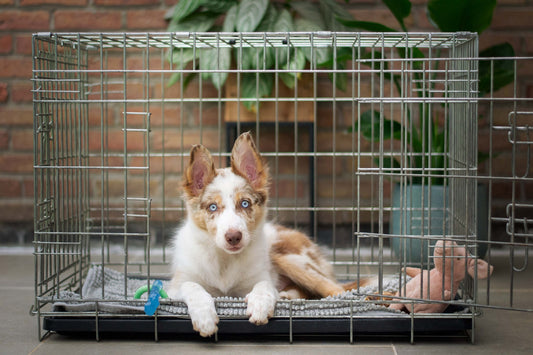 Crate Training Your New Puppy, Tips from the Vet!