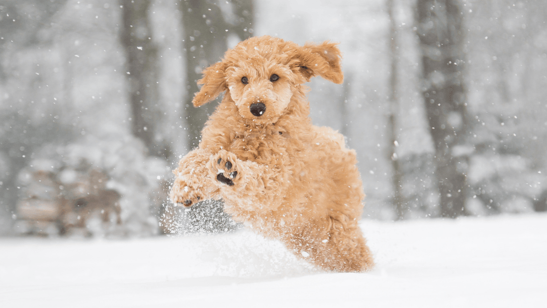 Brrr...It's Cold Out There! Wellnergy Pets