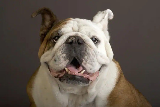 Dog Breed Series: All About your Bulldog Part 4