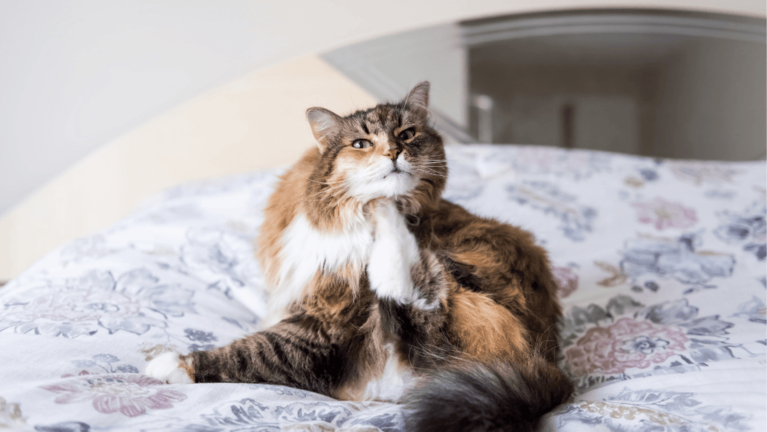Cat Dandruff + Skin Care Solution Wellnergy Pets