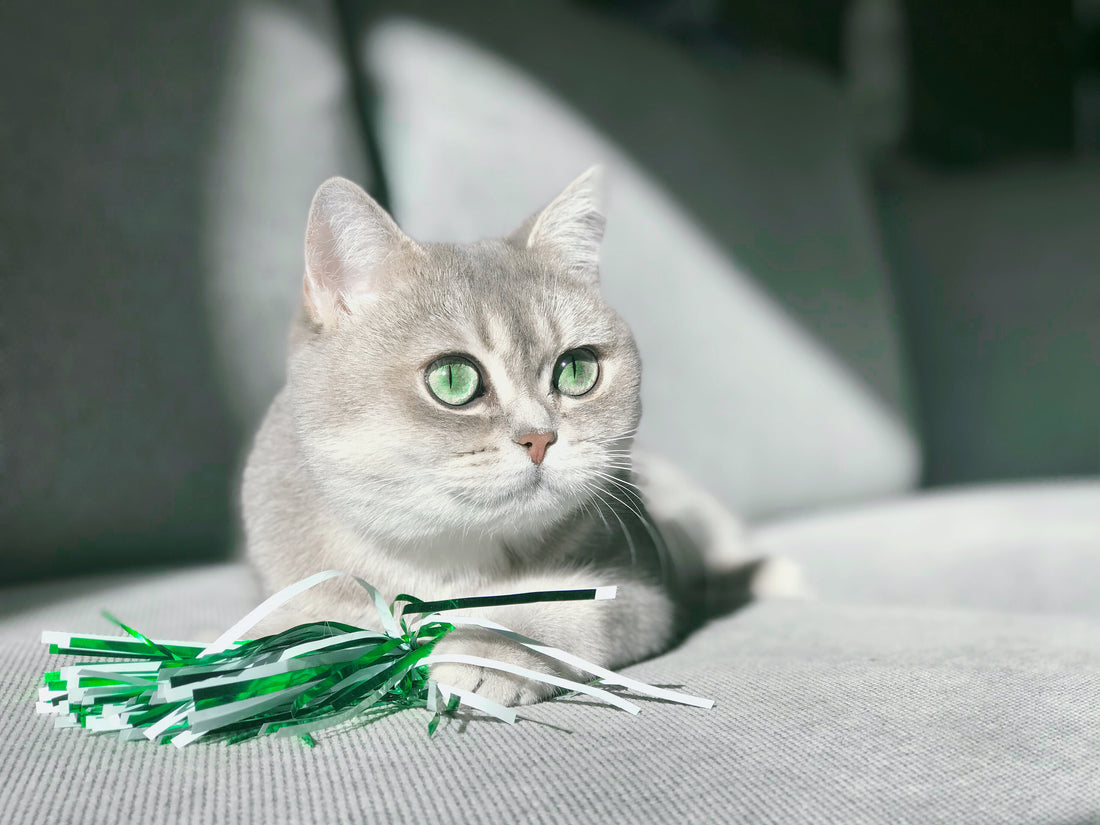 Differences Between Fighting and Playing in Cats