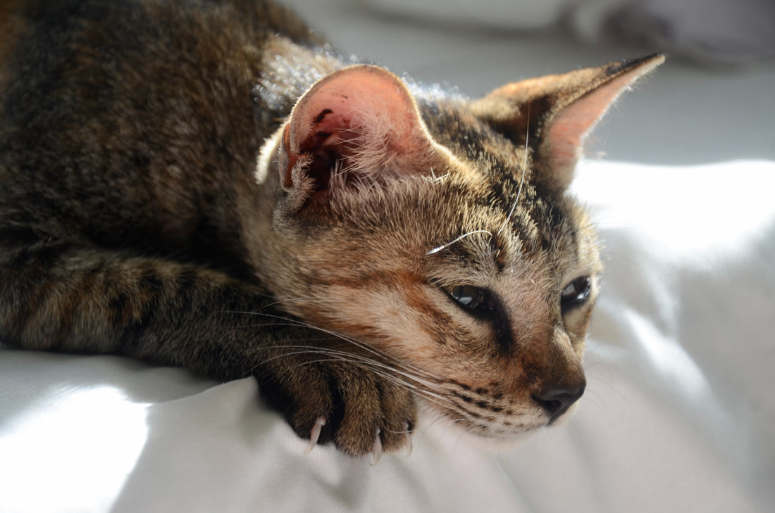 Cat Viral Infections and Cures