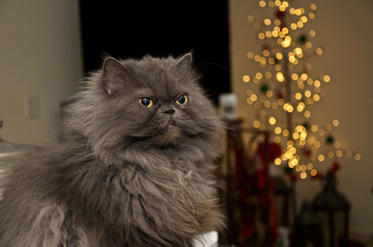 The Know How's about Persian Cat Care
