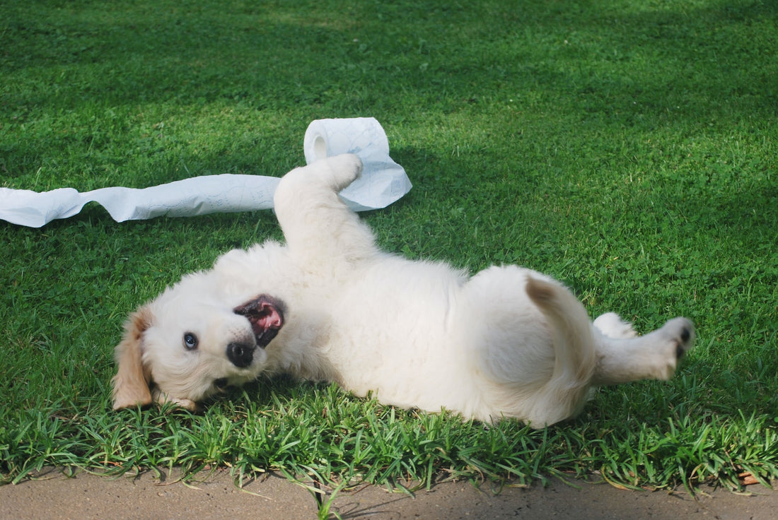 Pets with Accident Prone Behavior Indoors