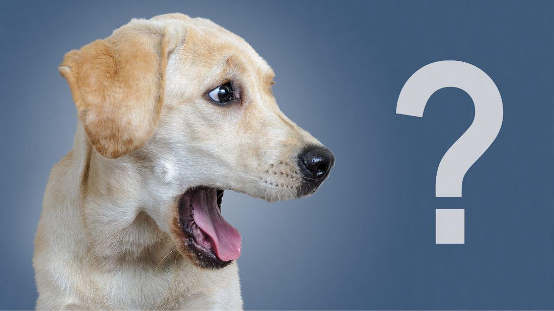 Dispelling Common Pet Myths and Misconceptions Wellnergy Pets