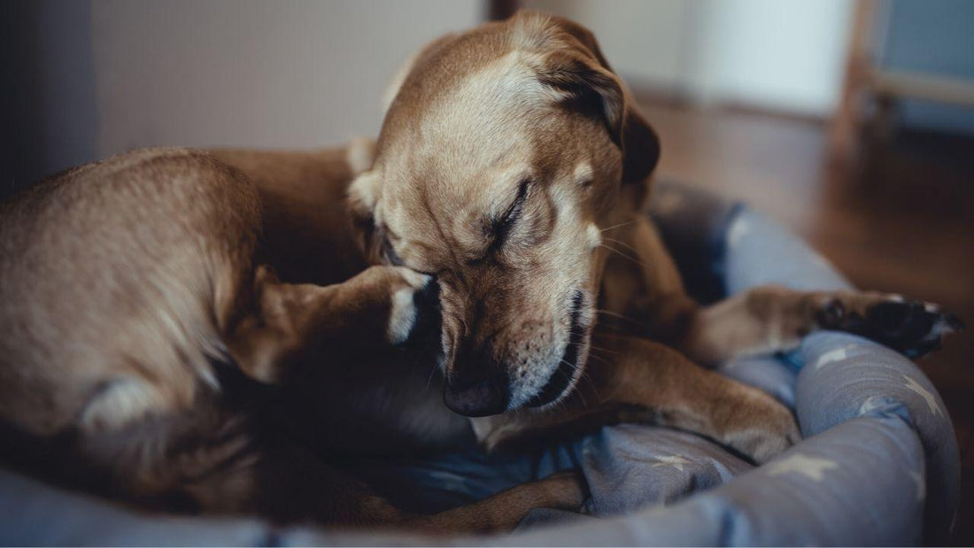 Does My Pet Have Allergies? Allergies in Pets FAQ Wellnergy Pets