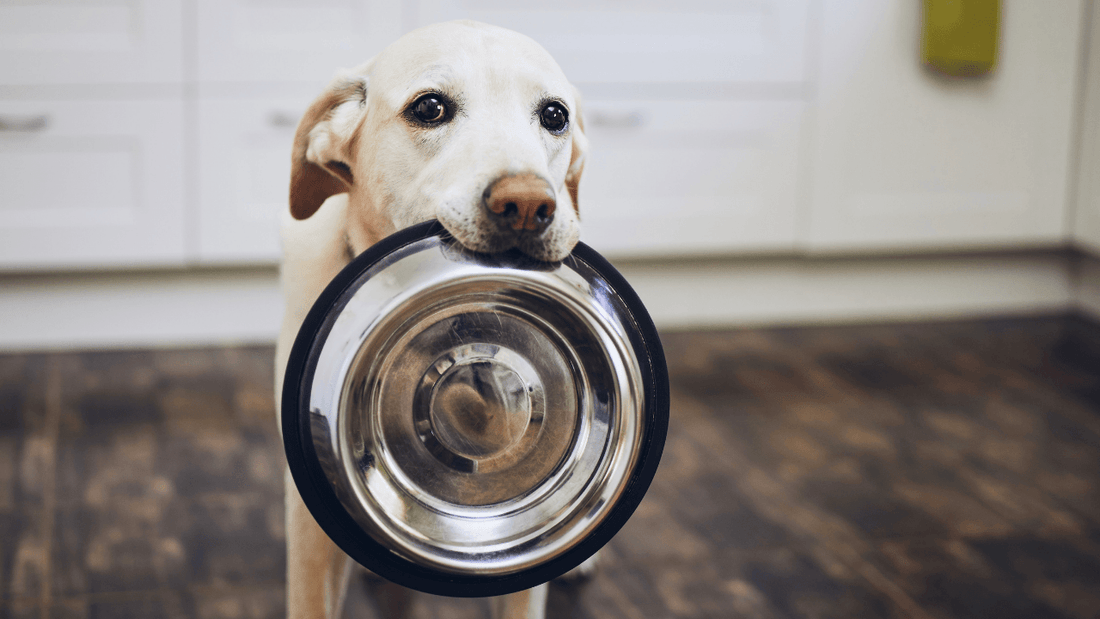 Does Your Dog's Diet Need To Include Supplements? Wellnergy Pets